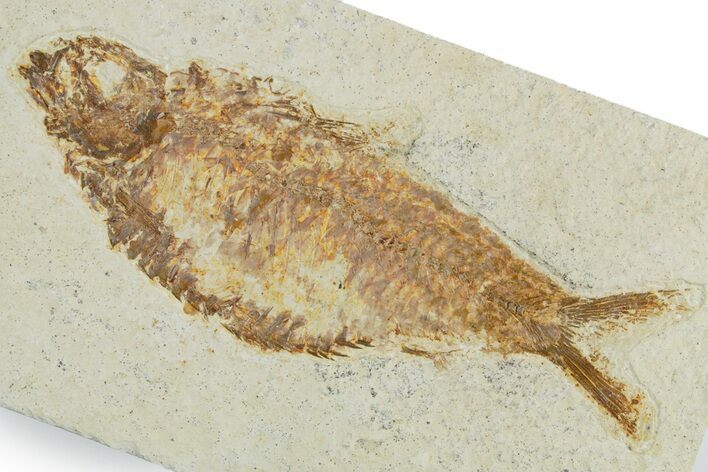 Detailed Fossil Fish (Knightia alta) - Wyoming #357660
